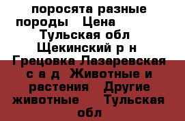 поросята разные породы › Цена ­ 4 000 - Тульская обл., Щекинский р-н, Грецовка Лазаревская с/а д. Животные и растения » Другие животные   . Тульская обл.